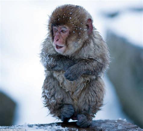 Taking the plunge: Cheeky Japanese snow monkey smiles in delight as he jumps in to a natural hot ...