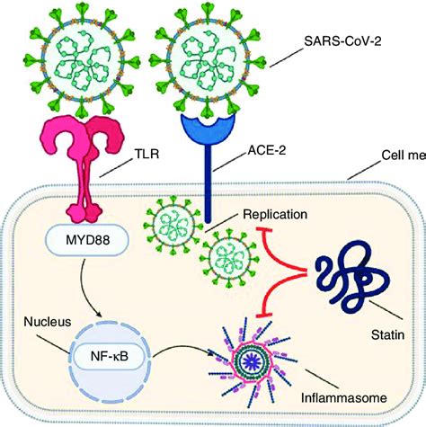 Schematic illustrates statin mechanism of action in the management of... | Download Scientific ...