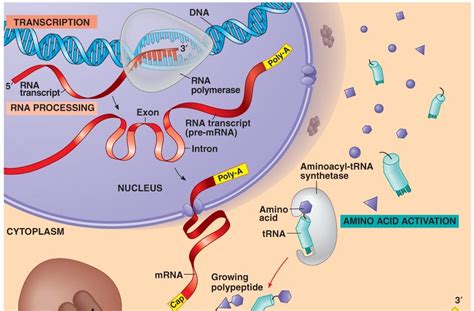 Lyon's Den: A protein synthesis video to get you started