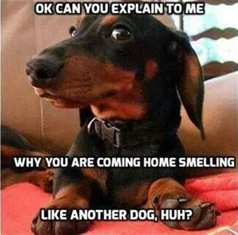 12 Best Dachshund Memes of All Time