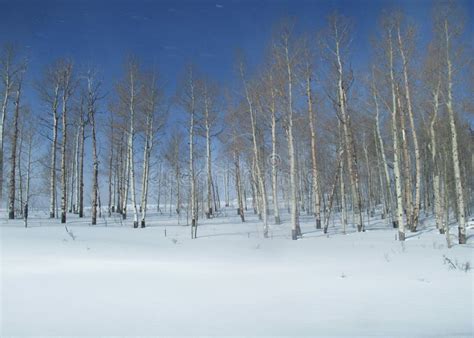 4,120 Aspen Trees Winter Stock Photos - Free & Royalty-Free Stock ...