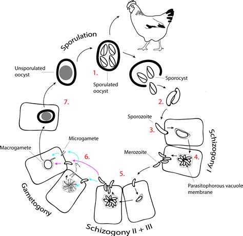 Life cycle stages, specific organelles and invasion mechanisms of ...