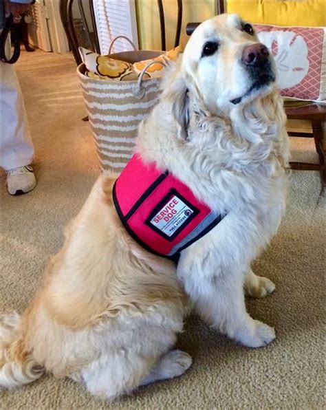 What is the official color for a Service Dog vest?