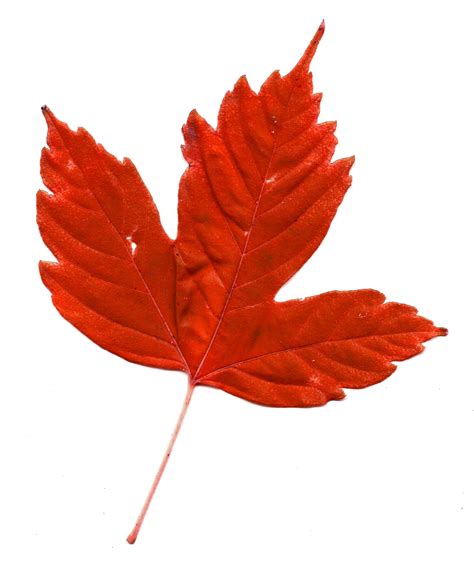 Red Maple Leaf Picture | Free Photograph | Maple leaf pictures, Red orange color, E flowers