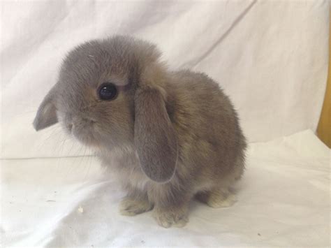 Pure Bred Baby Mini Lop Bunnies For Sale | Littlehampton, West Sussex | Pets4Homes