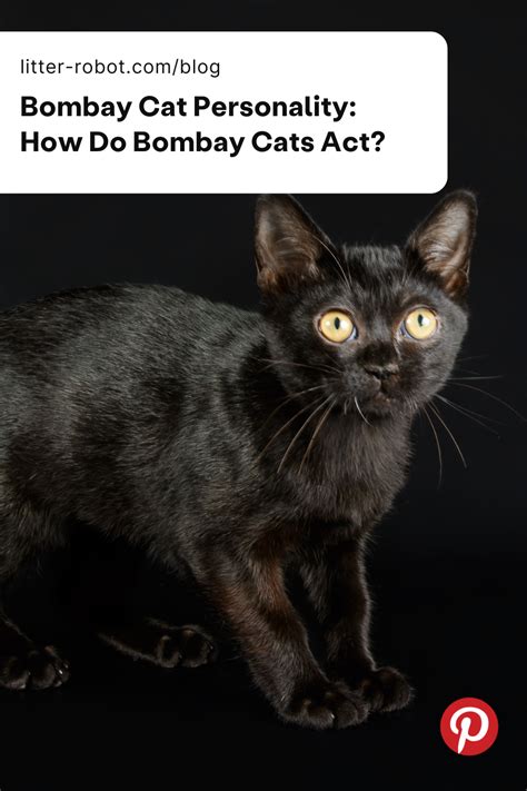 Bombay Cat Personality Traits: How Do Bombay Cats Act?