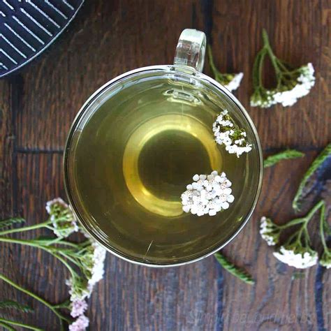 Common Yarrow: Identification, Medicinal Uses & Recipes