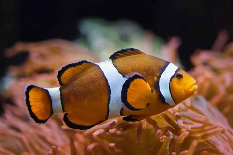 Popular Types Of Clownfish To Keep In Your Aquarium