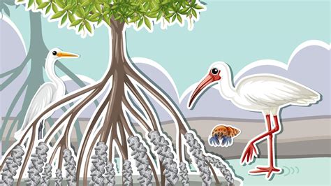 Thumbnail design with animals in mangrove 3521507 Vector Art at Vecteezy