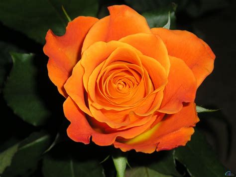 Rosas Color Naranja Peach Flowers, Orange Flowers, Love Flowers, Yellow Roses, Orange Yellow ...