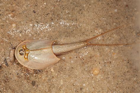 Longtail Tadpole Shrimp (Triops longicaudatus) - Triops longicaudatus - BugGuide.Net