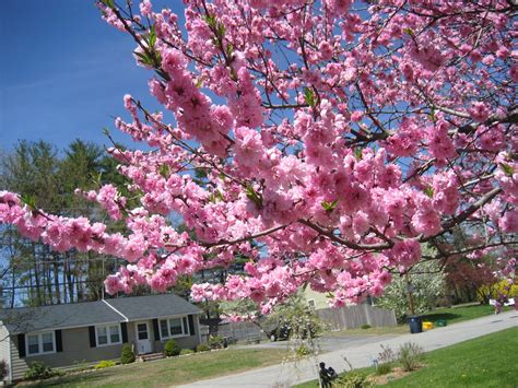 peach tree flowers but no fruit - Julietta Lumpkin