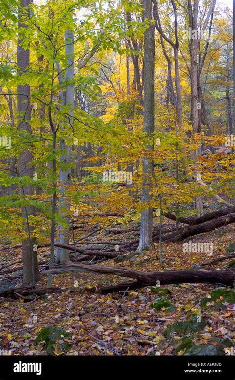 Mountain Fall Foliage Stock Photo - Alamy