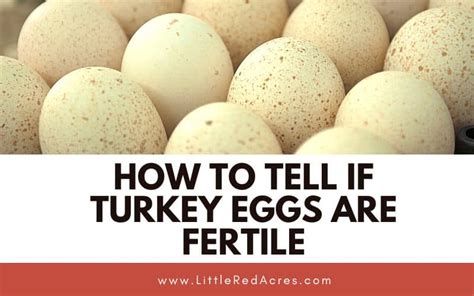 How to Tell If Turkey Eggs Are Fertile