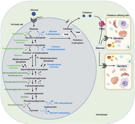 Glycolysis And Gluconeogenesis Comparison