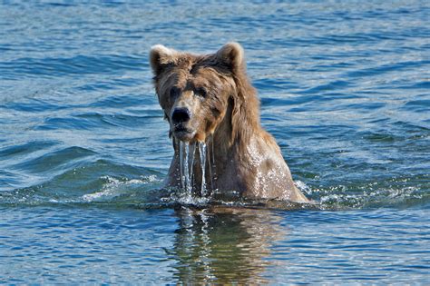 Katmai_Bears_2016__DSC6610 Sow lower river - Bonnie Flamer Photography ...