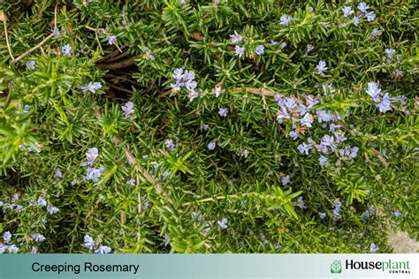 How to Grow Creeping Rosemary