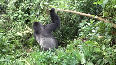 Gorilla and baby sleeping image - Free stock photo - Public Domain photo - CC0 Images