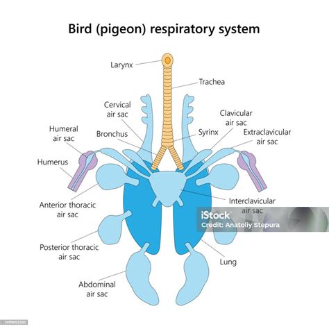 Bird Respiratory System In Ventral View Vector Illustration Stock ...