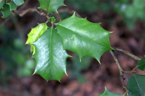 American Holly (Ilex opaca) - Footsteps in the Forest