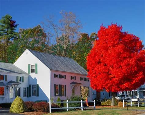 Two nice Red Maple trees Fall color Live trees | Etsy American Red ...