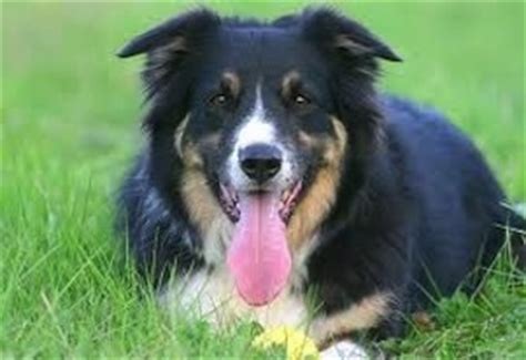 New Zealand Huntaway Dog Breed Information and Pictures