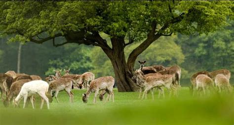 Raby Castle Gardens