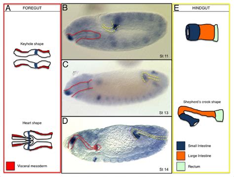 JAK-STAT function during embryonic gut development. Schematic... | Download Scientific Diagram