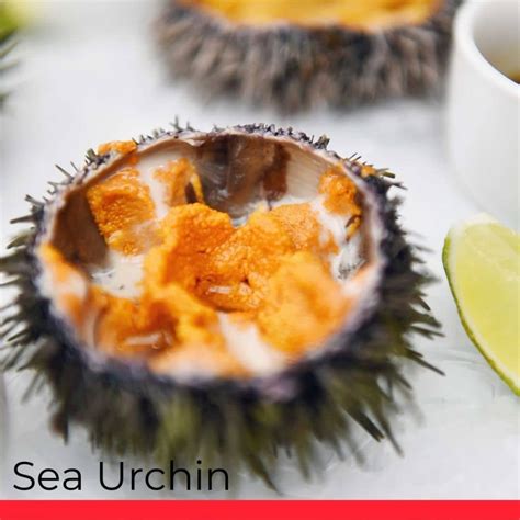 All About Sea Urchins (Uni) - Taste, Types, How to Cook - Chef's Pencil