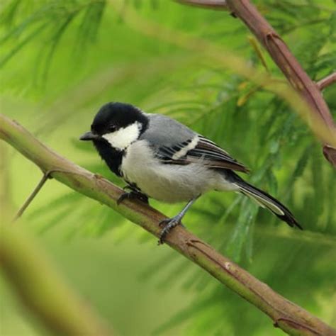 Relaxing Sleeping Music With Soothing Birds Chirping | Listen Notes