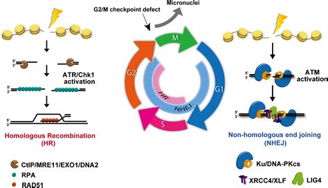 Frontiers | DNA Repair and Signaling in Immune-Related Cancer Therapy