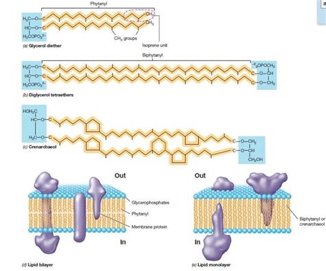 Merlins Micro World: Archaea Bacteria - Structure and chemical composition of Archaeal cell wall ...