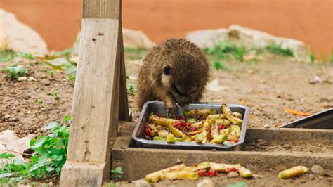 Meerkat eating | Declan Franklin - Photography | Flickr