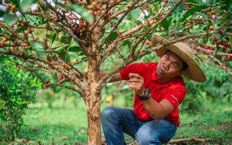 Cà phê Liberica - Nguồn gốc & Đặc điểm sinh vật học | PrimeCoffee