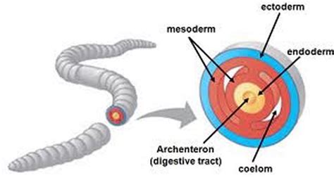 Ectoderm |Genetic Engineering Info