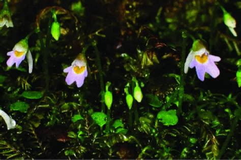 Extremely Rare Carnivorous Plant Species Found For The First Time In ...