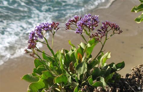 Sea Lavender | San Diego Zoo Animals & Plants