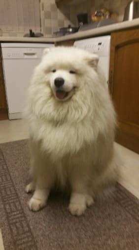 Can A Polar Bear Breed With A Dog