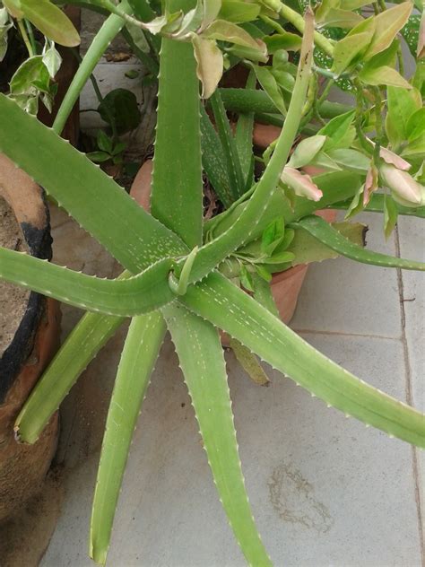 Aloe Vera Plant Free Stock Photo - Public Domain Pictures