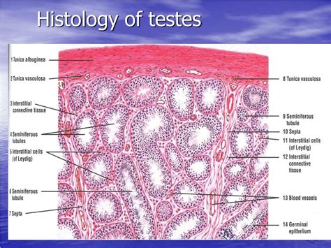 Histology Diagrams