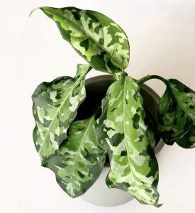 Easy Aglaonema Pictum Tricolor Care & Propagation! | Sprouts and Stems