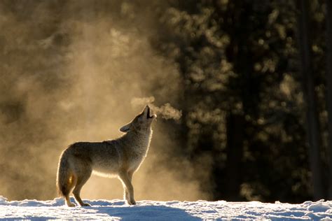 A coyote howls in Yellowstone National Park in this National Geographic ...