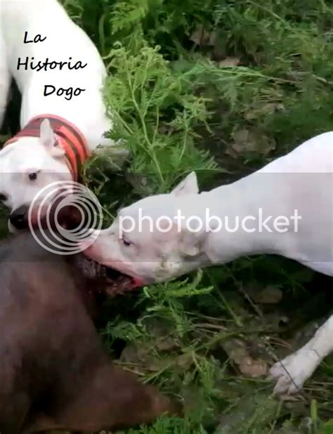 Hunting with the Dogo Argentino