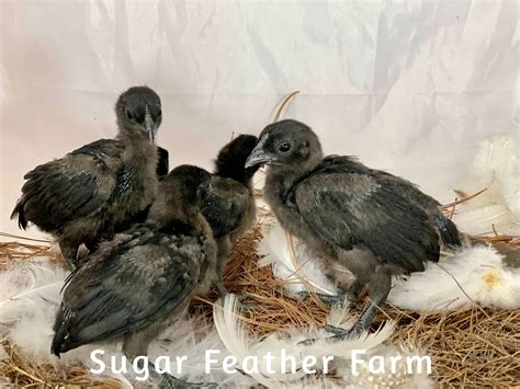 Sugar Feather Farm Vermont