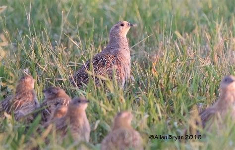 Gray Partridge | VisitingNature