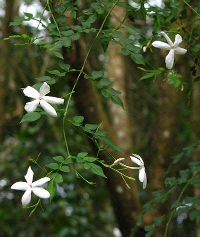 pichi flower - Google Search | Flores