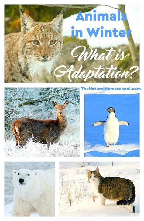 Animals in Winter: What is Adaptation? - The Natural Homeschool | Winter animals, Animal ...