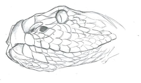 coloring picture of rattlesnakes - Clip Art Library