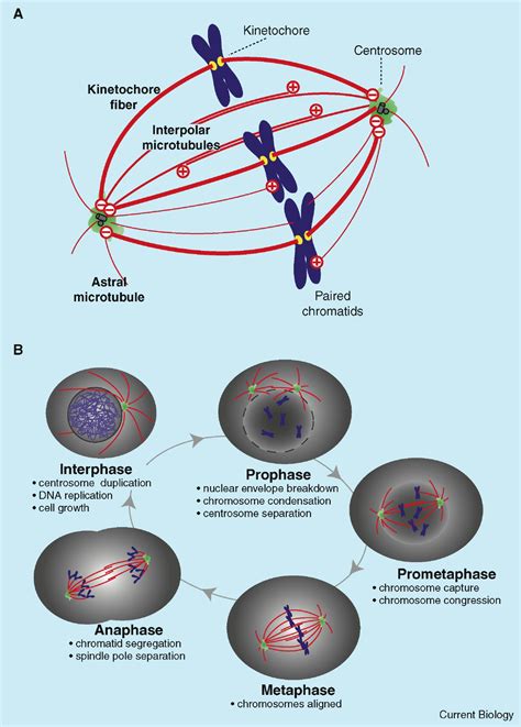 Mechanisms and Molecules of the Mitotic Spindle: Current Biology