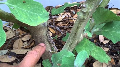 Eggplants growing wild - YouTube